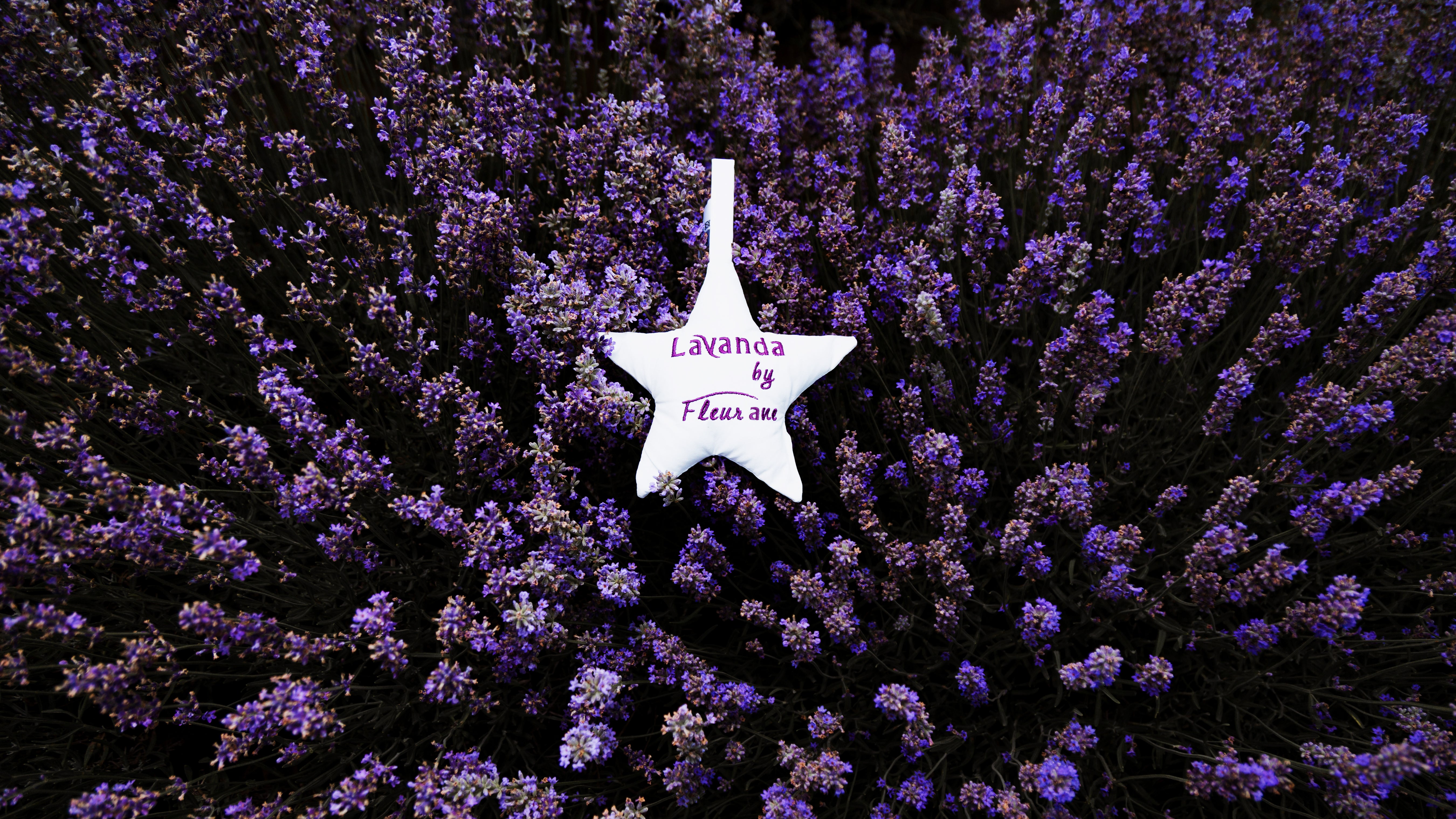 Ce trebuie sa stii despre afacerea profitabila cu lavanda 