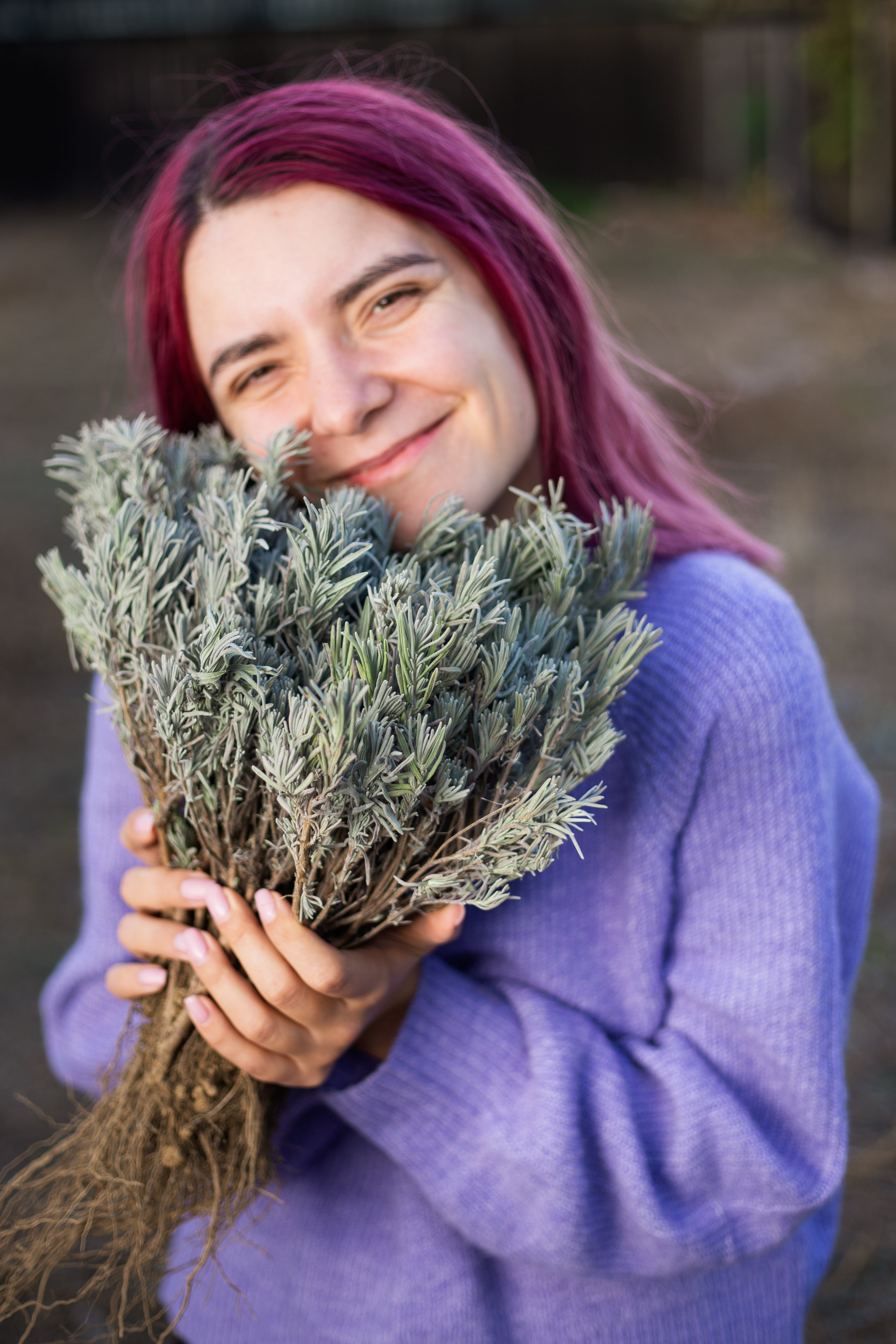 butași lavanda fleurane