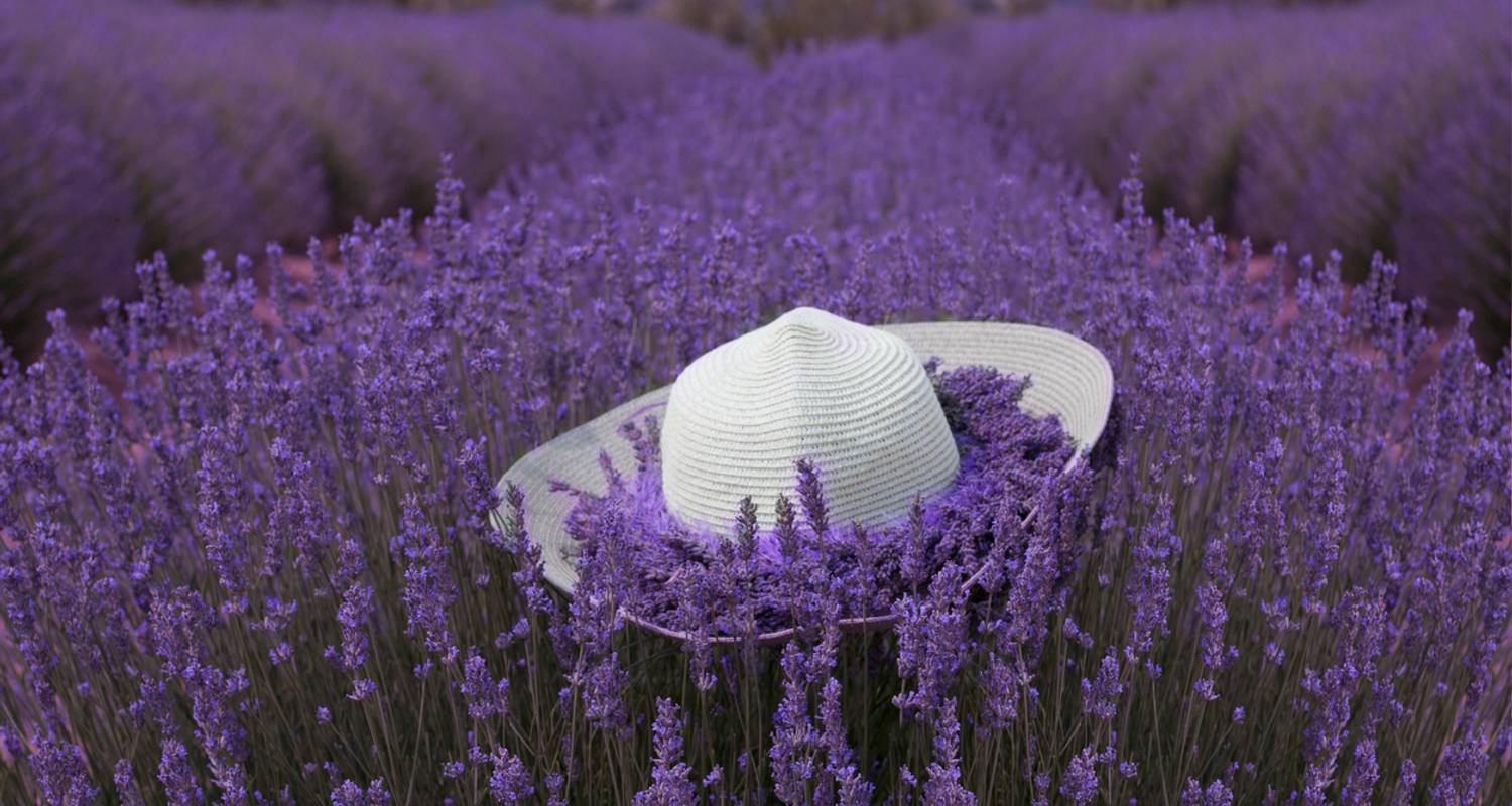 lavanda fest